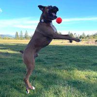 Franklin, Adoptable, Adult Male Boxer.
