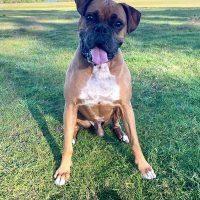 Franklin, a Adoptable Boxer in Davis, CA image 2/6