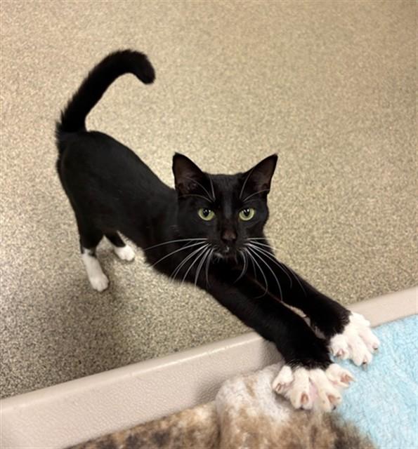 Enlarge BETTY, a Adoptable Domestic Short Hair in Fort Myers, FL image 1/1