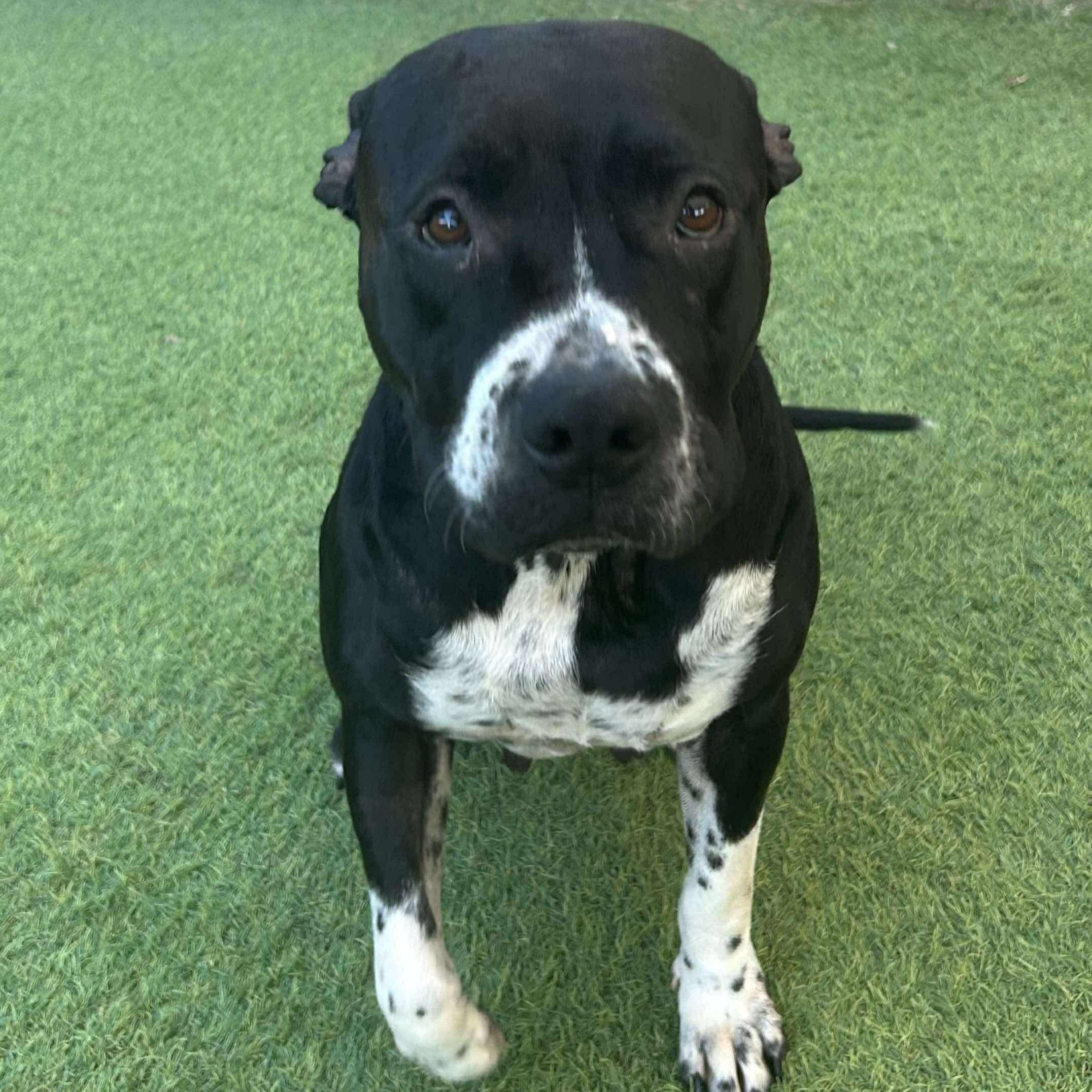 Peggy Sue, a Adoptable Pit Bull Terrier in Pittsburgh, PA image 2/6