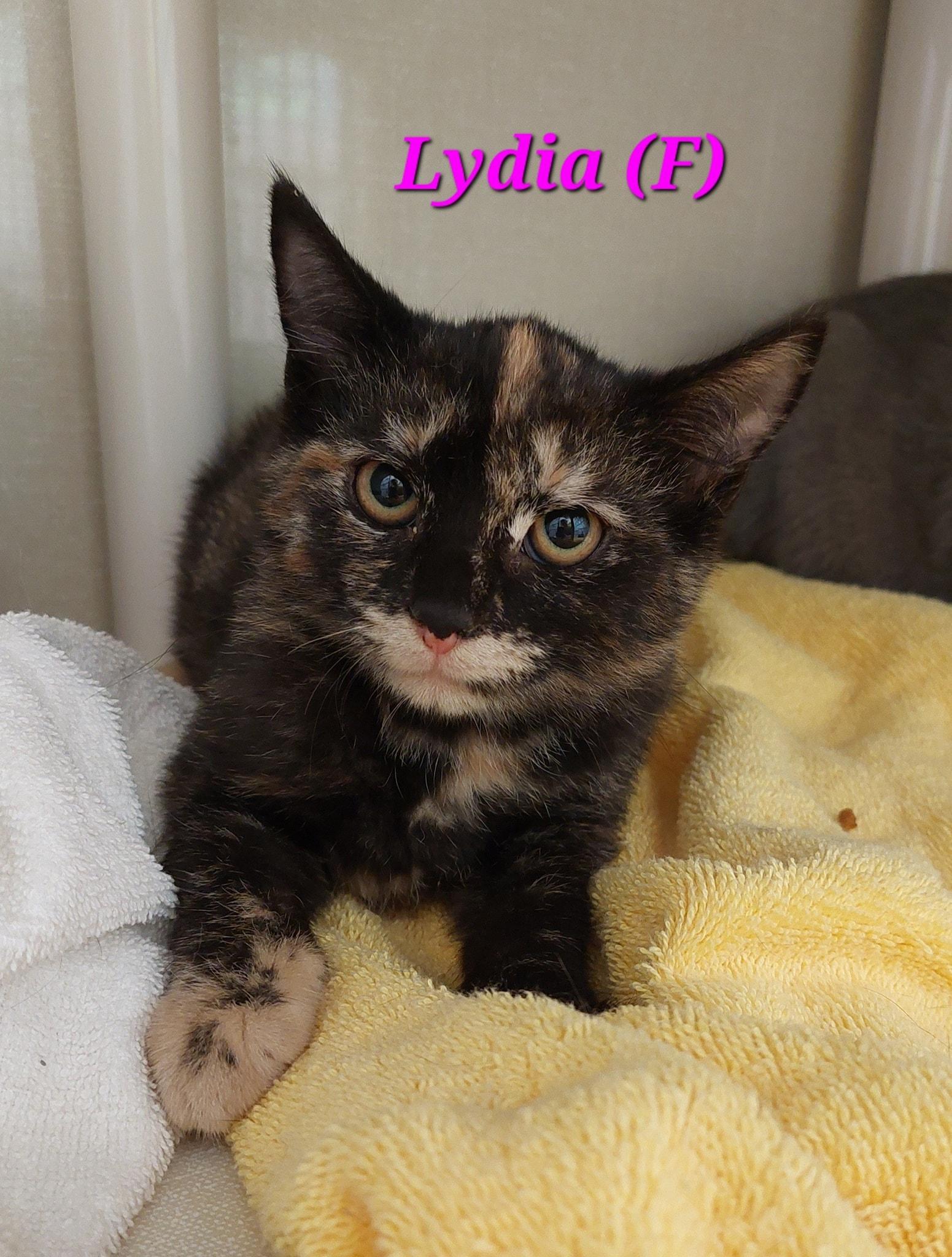 Lydia, Adoptable, Kitten Female Domestic Short Hair.