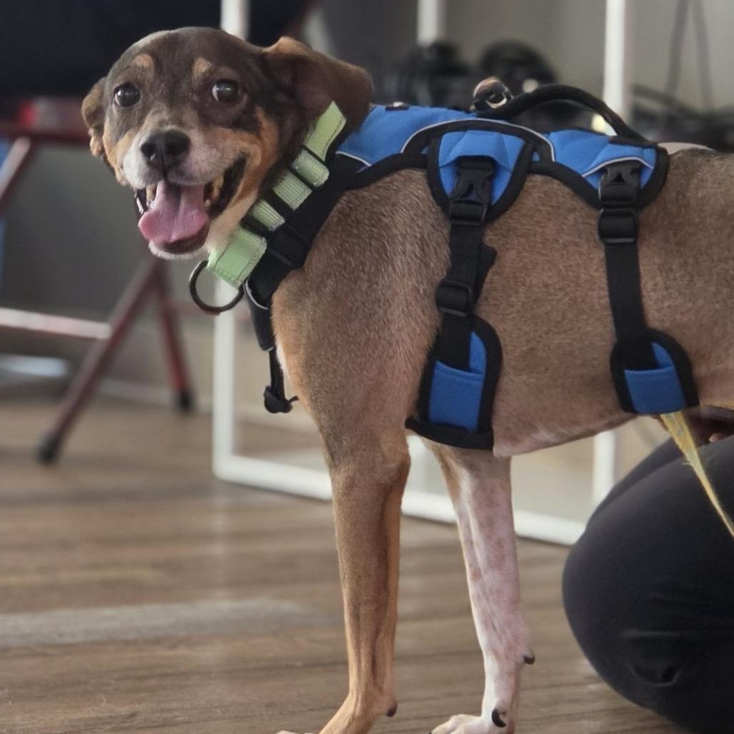 Enlarge Aubrey, a Adoptable mixed breed in Westhampton, NY image 1/4
