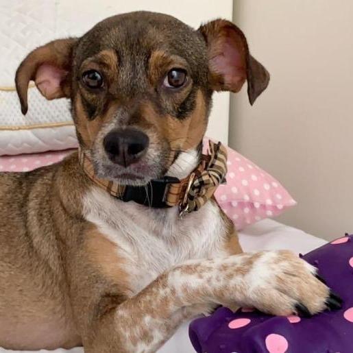 Enlarge Aubrey, a Adoptable mixed breed in Westhampton, NY image 2/4