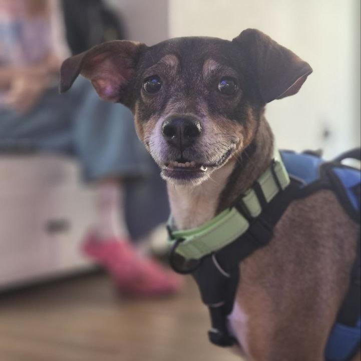 Enlarge Aubrey, a Adoptable mixed breed in Westhampton, NY image 3/4