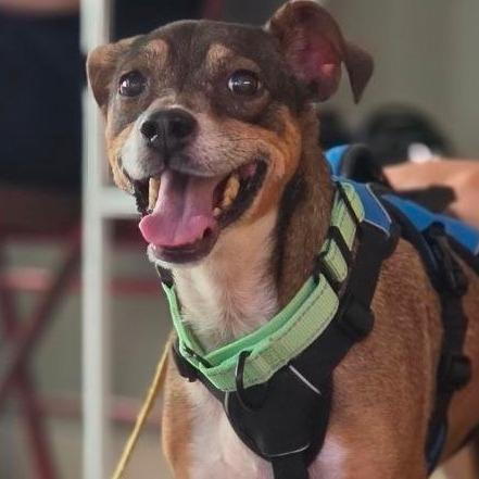 Enlarge Aubrey, a Adoptable mixed breed in Westhampton, NY image 4/4