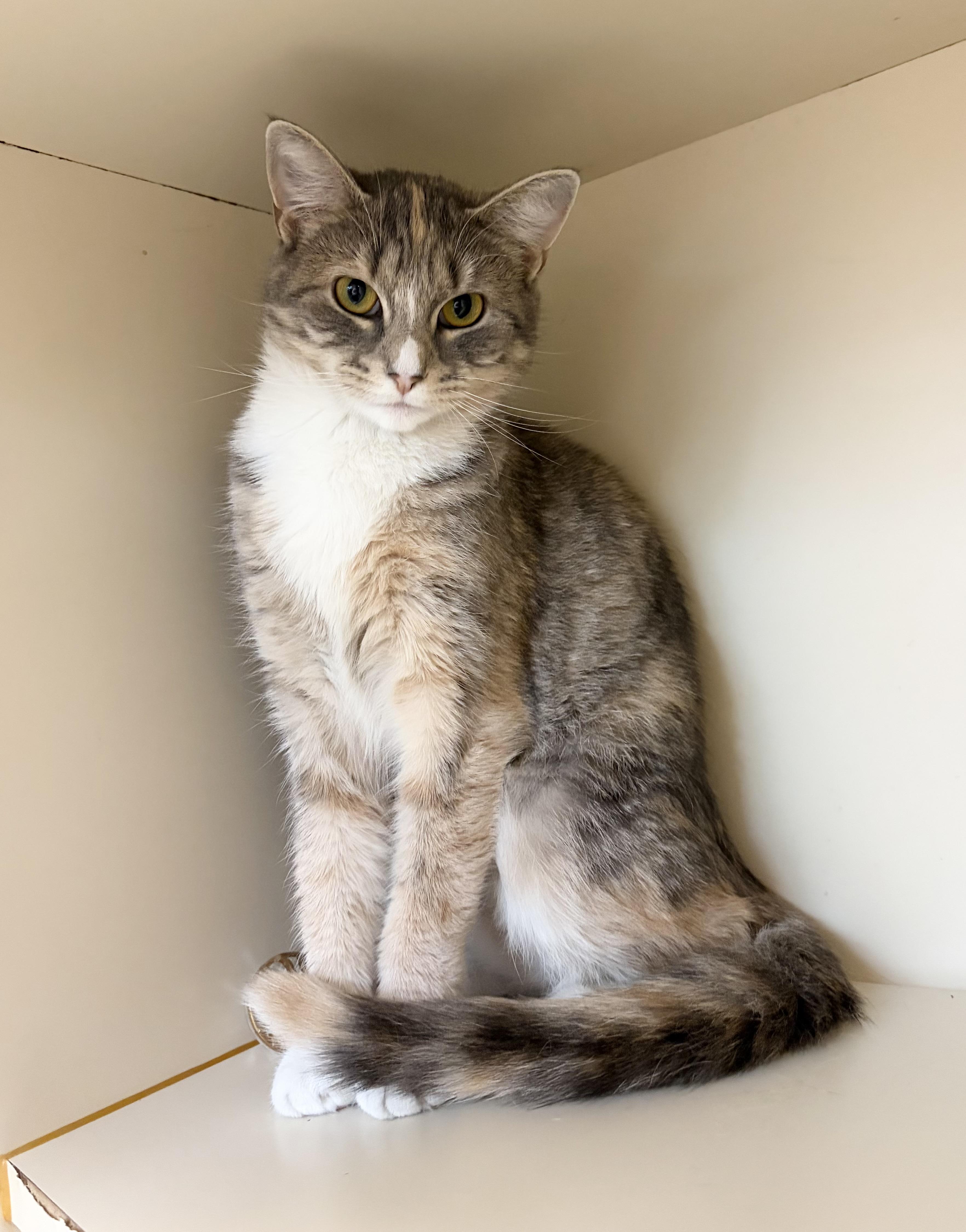 Enlarge Harla, a ADOPTABLE Domestic Short Hair in Somerset, NJ image 2/4