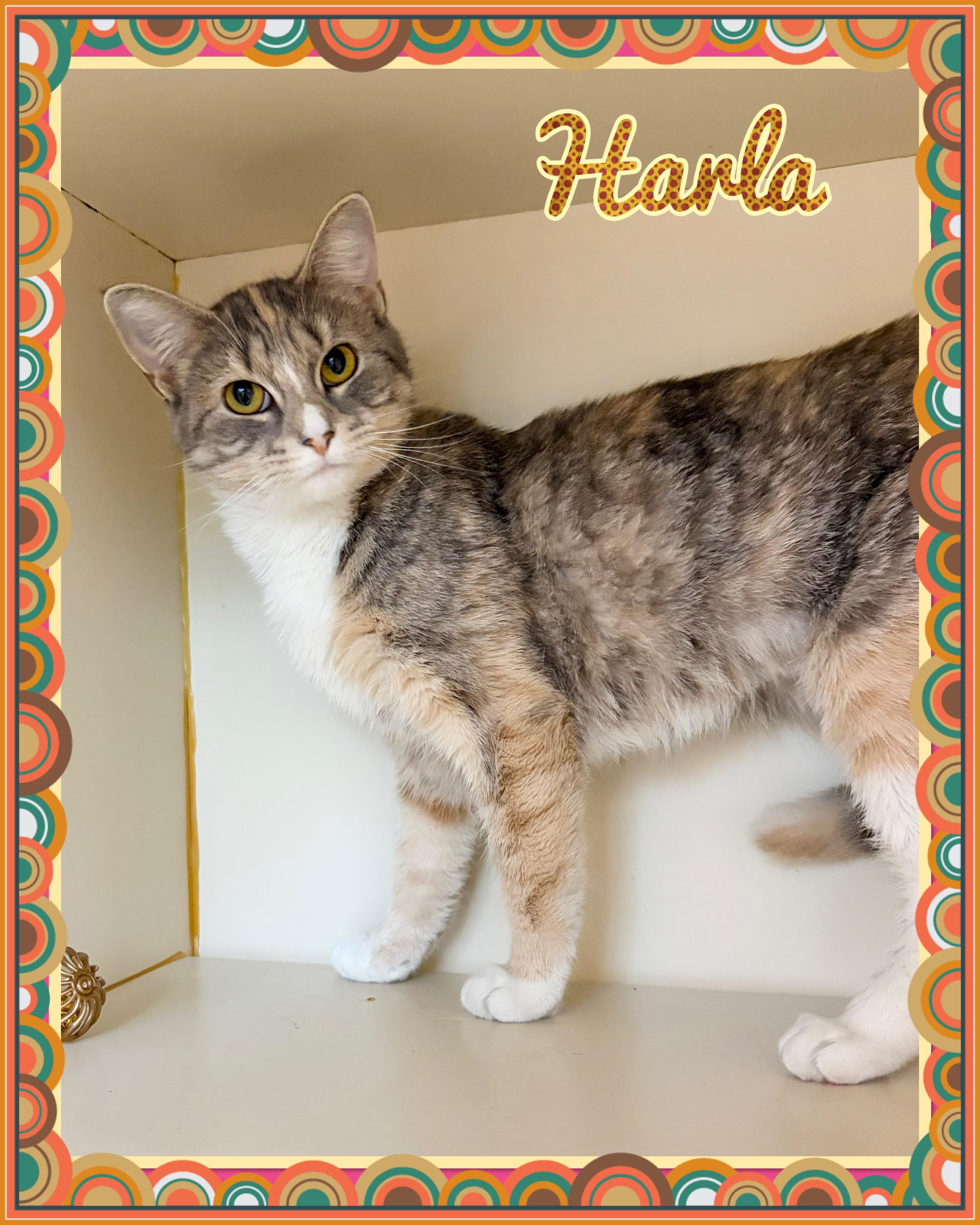 Harla, ADOPTABLE, Adult Female Domestic Short Hair.