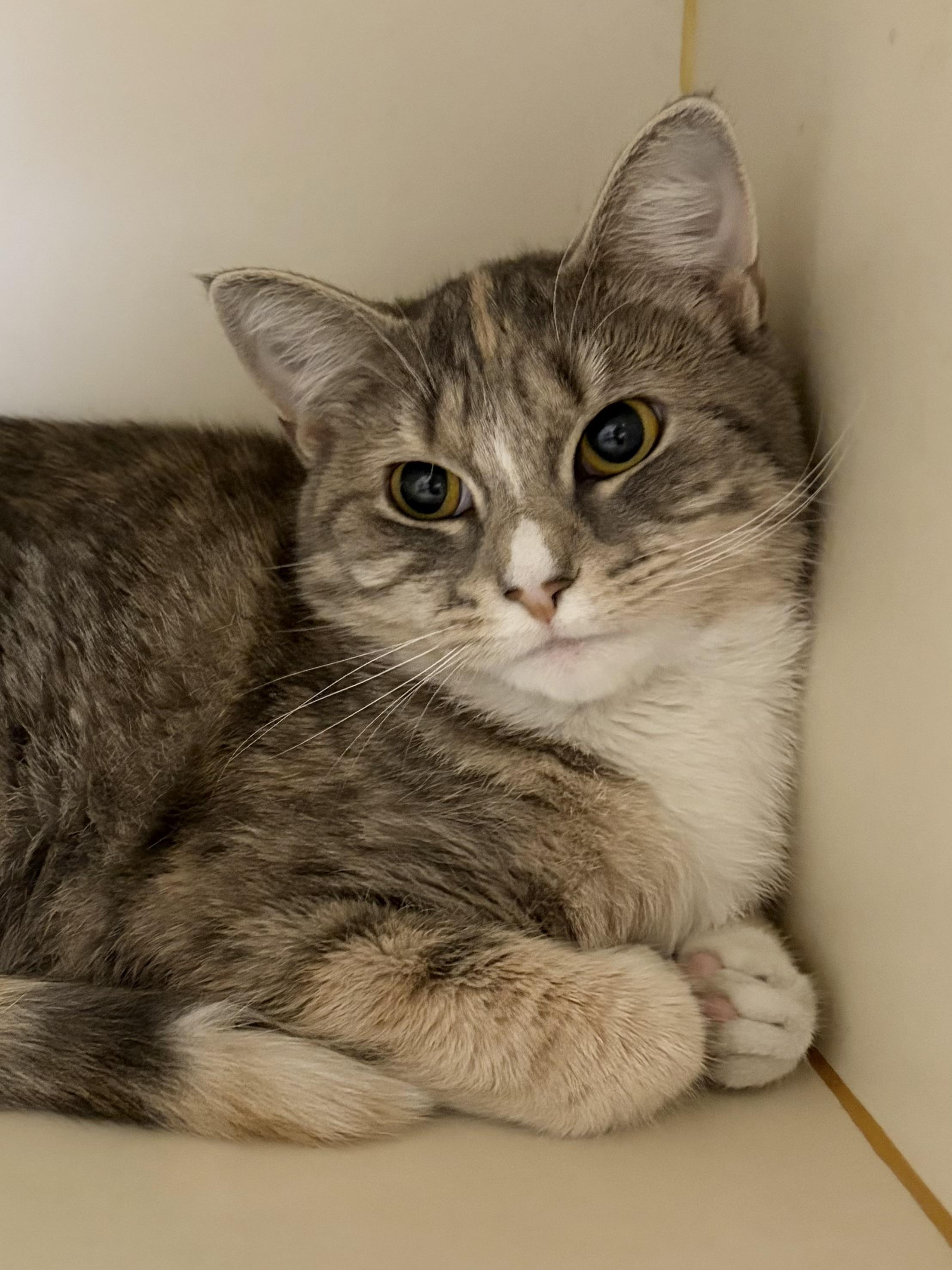 Enlarge Harla, a ADOPTABLE Domestic Short Hair in Somerset, NJ image 4/4