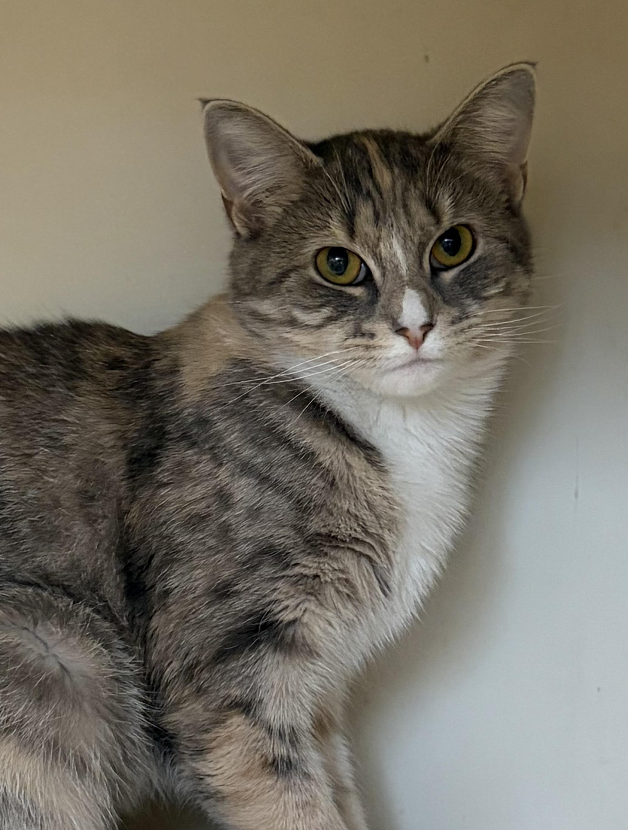 Enlarge Harla, a ADOPTABLE Domestic Short Hair in Somerset, NJ image 3/4