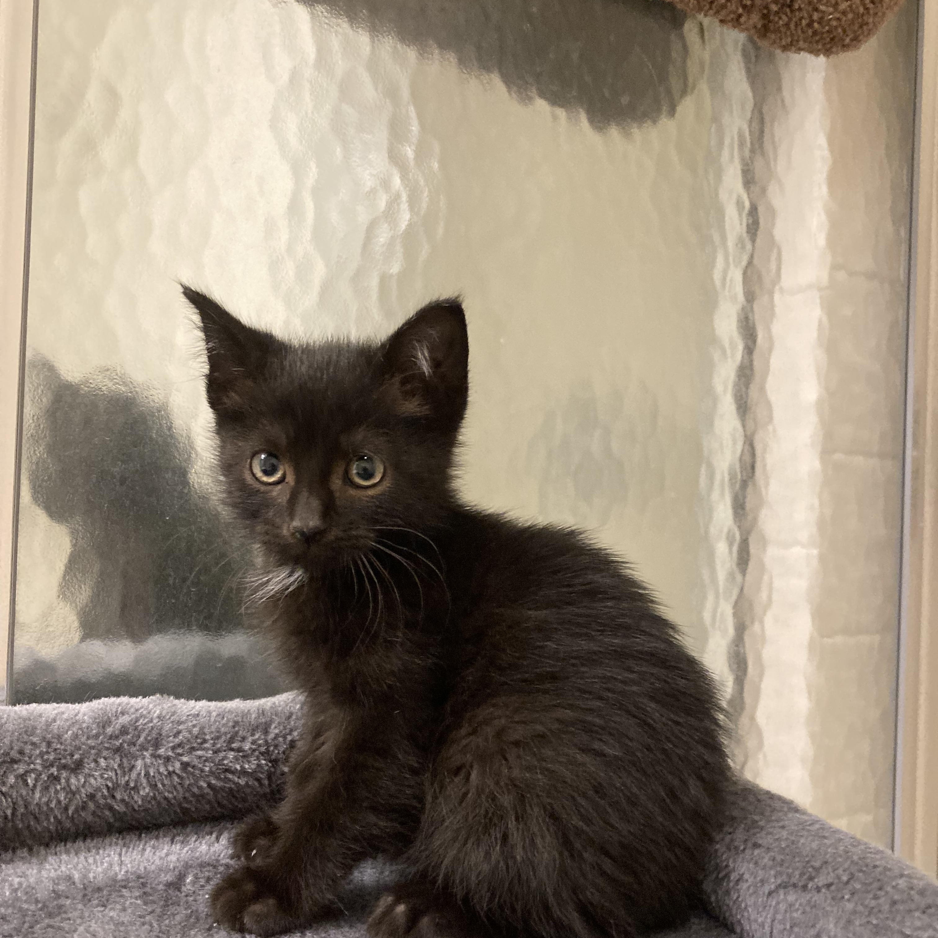 Coral, adopted, Young Female Domestic Short Hair.