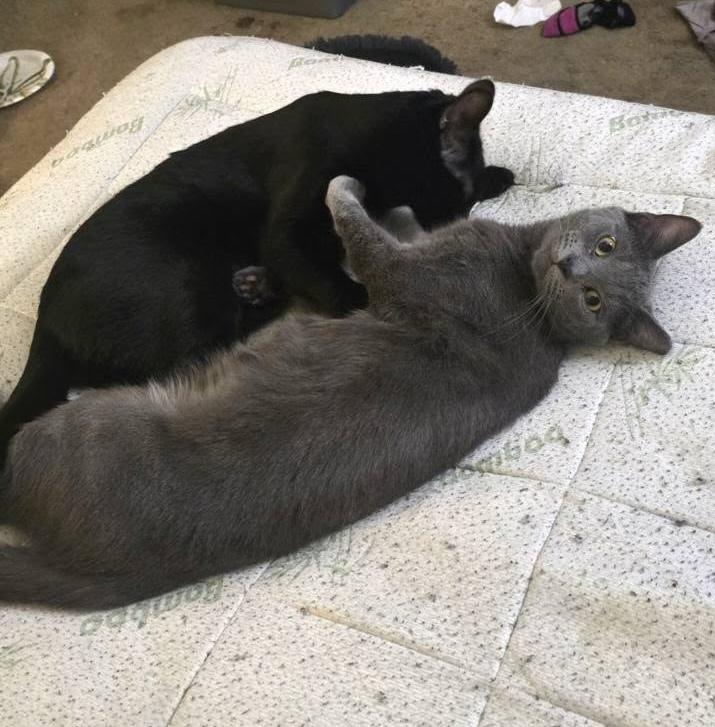 Enlarge Sardine, a Adoptable mixed breed in Independence, OH image 3/5