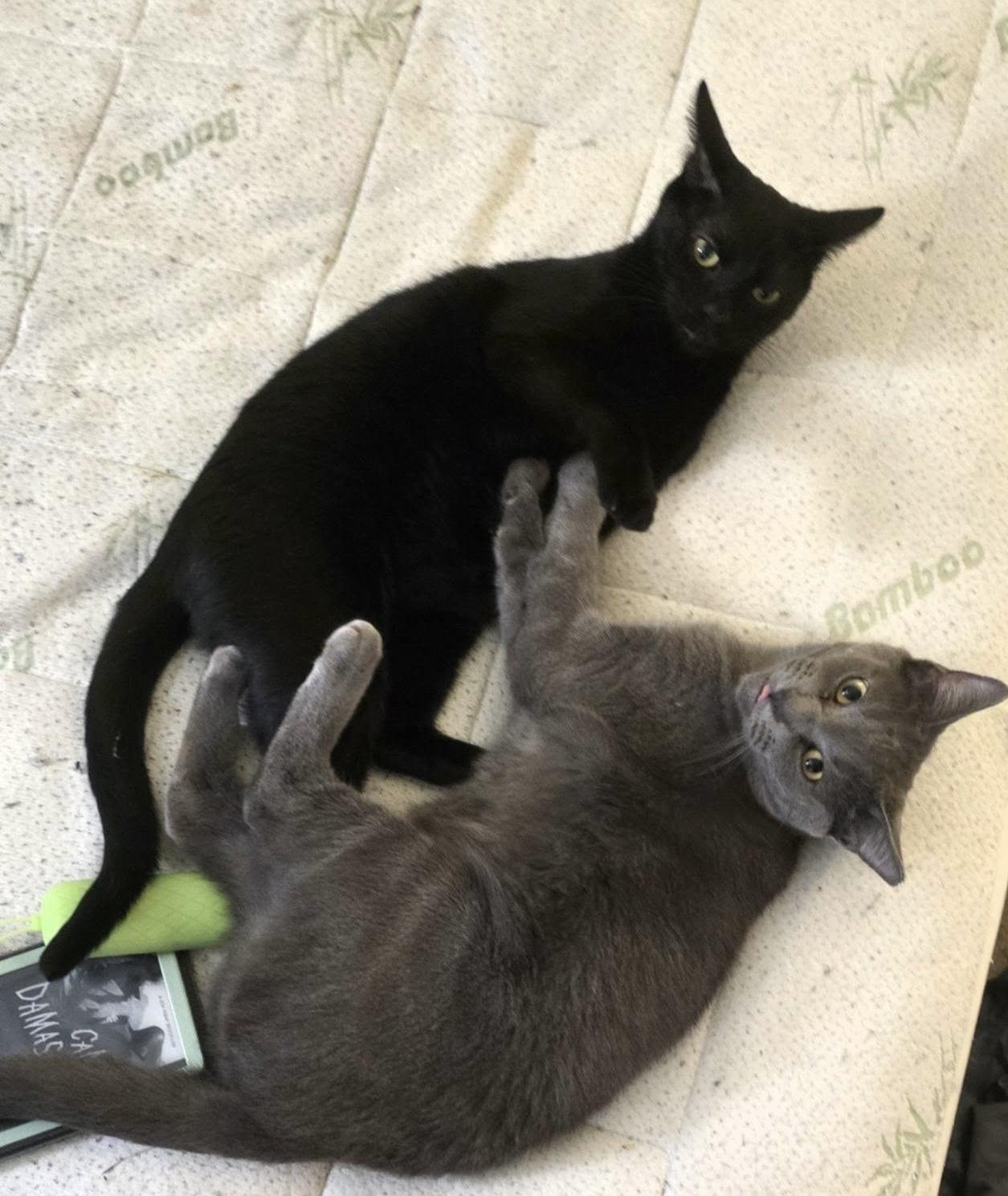Enlarge Sardine, a Adoptable mixed breed in Independence, OH image 2/5