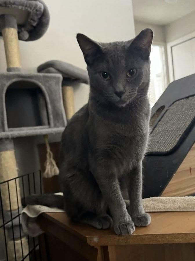 Sardine, Adoptable, Adult Male Russian Blue & Domestic Short Hair.