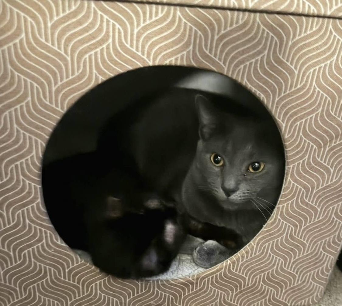 Enlarge Sardine, a Adoptable mixed breed in Independence, OH image 4/5