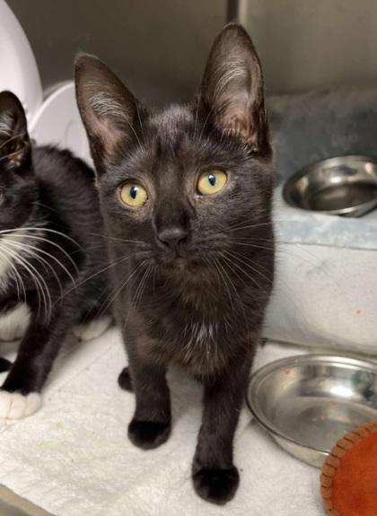 Sally, Adoptable, Adult Female Domestic Short Hair & Domestic Short Hair.