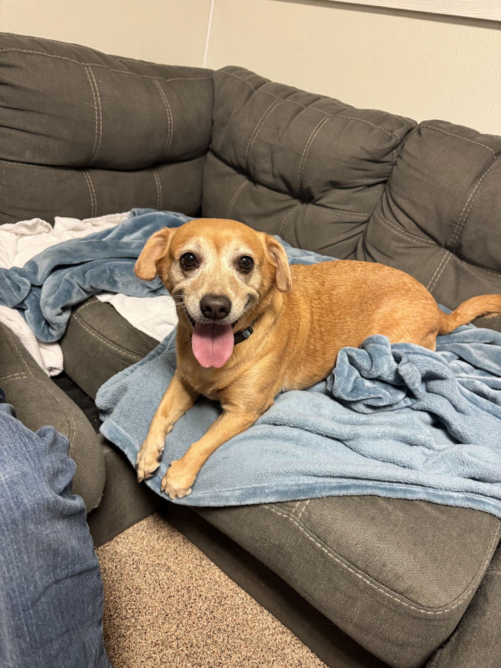 Squirt *BONDED with* Sweet Pea, a Adoptable mixed breed in Sanford, FL image 3/3