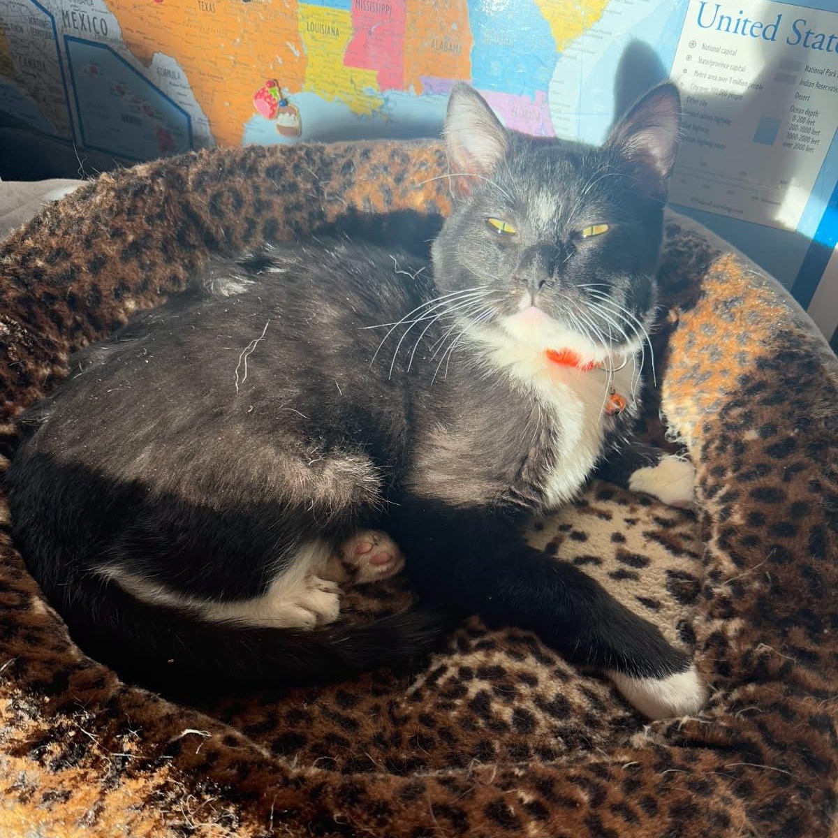 Luke, Adoptable, Young Male Tuxedo.