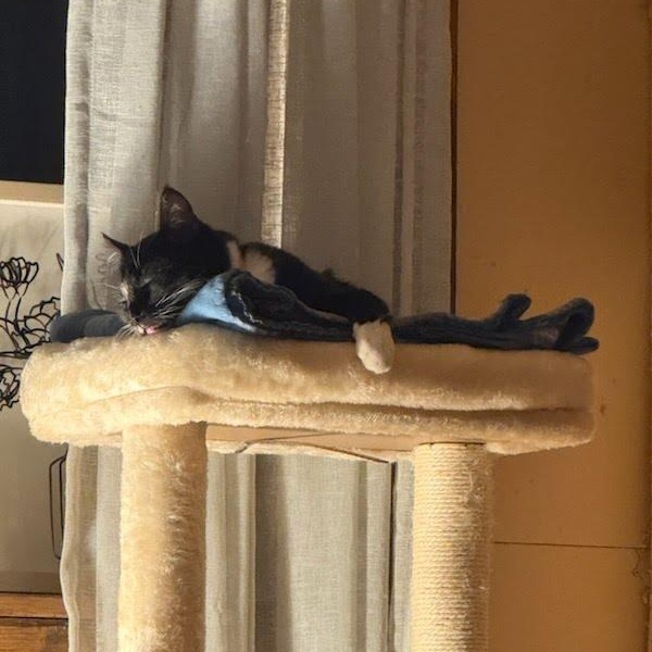 Enlarge Luke, a Adoptable mixed breed in Oroville, WA image 2/4