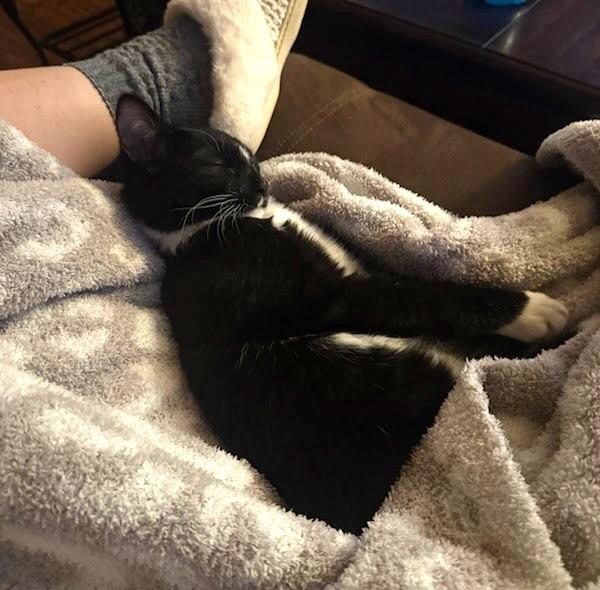 Enlarge Luke, a Adoptable mixed breed in Oroville, WA image 3/4