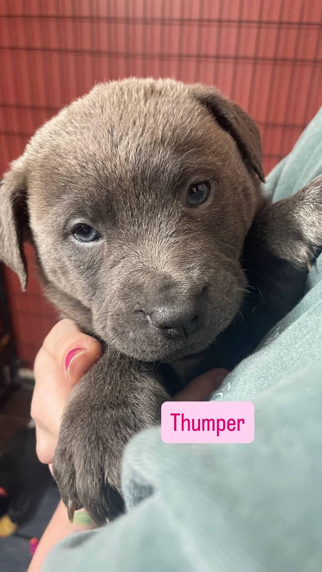 Enlarge THUMPER, a Adoptable mixed breed in Manchester, CT image 1/1