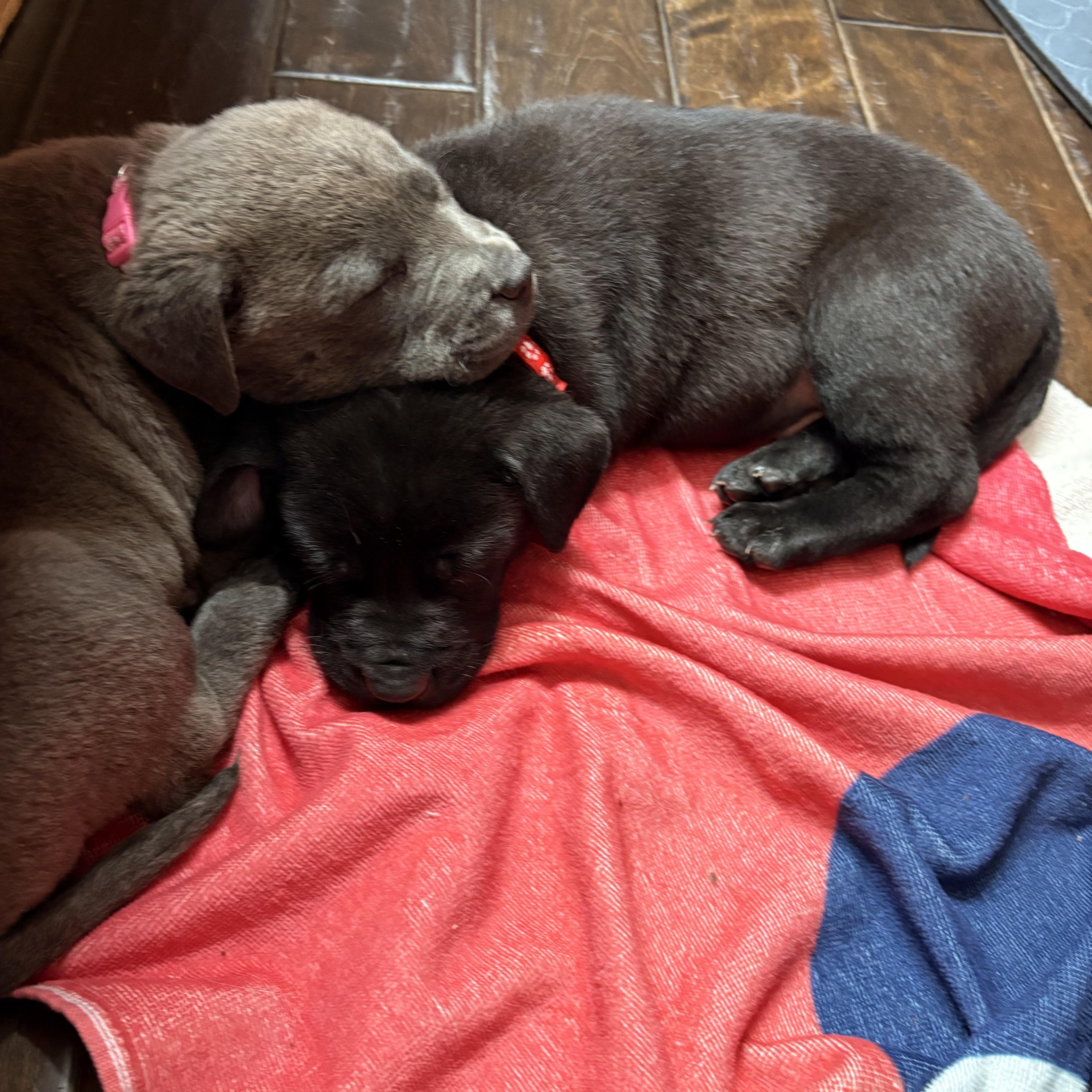 Enlarge THUMPER, an adopted mixed breed in Southbridge , MA image 2/5