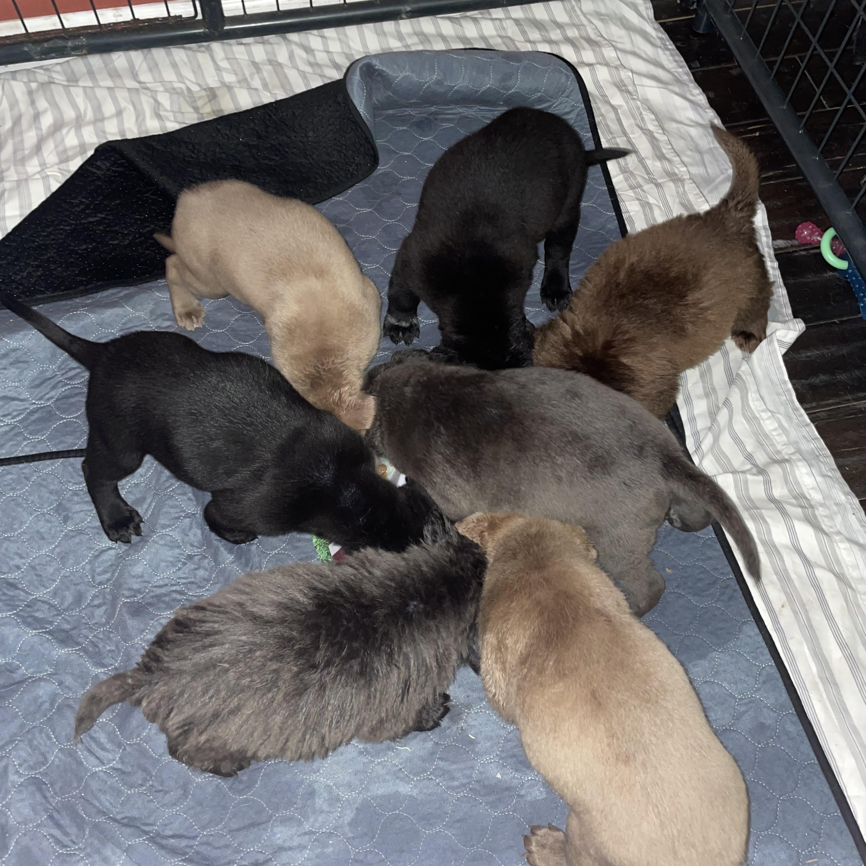 Enlarge THUMPER, an adopted mixed breed in Southbridge , MA image 4/5