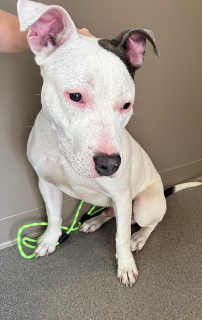 Target, Adoptable, Young Male Pit Bull Terrier.