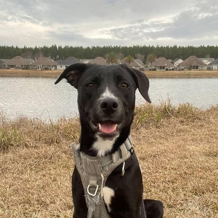 Shyla (20260129-01) — thumbnail 2