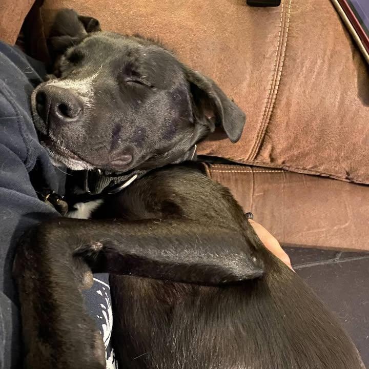 Shyla (20260129-01) — thumbnail 3