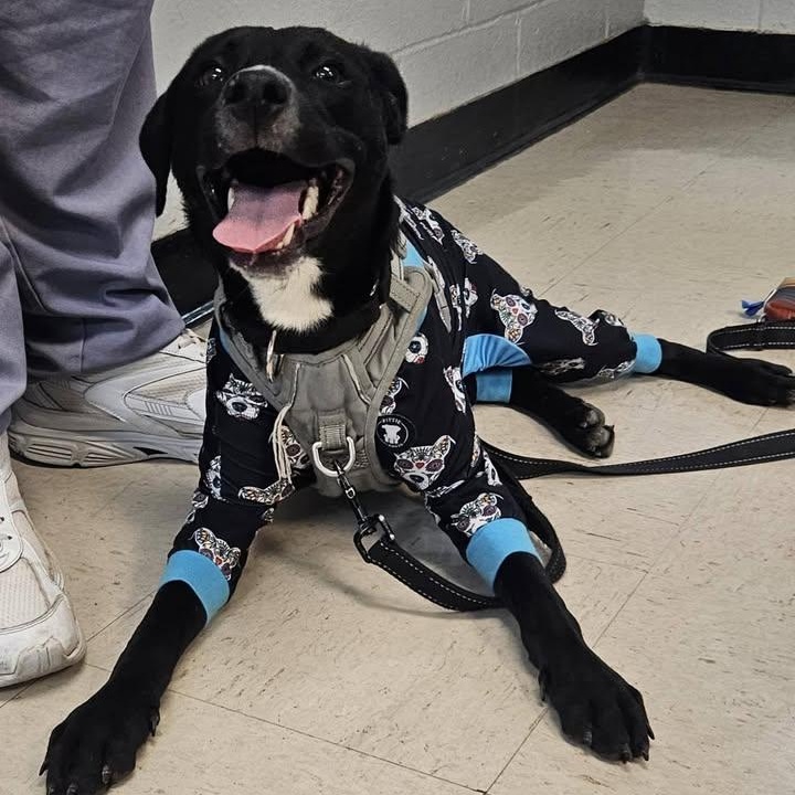 Shyla (20260129-01) — thumbnail 4