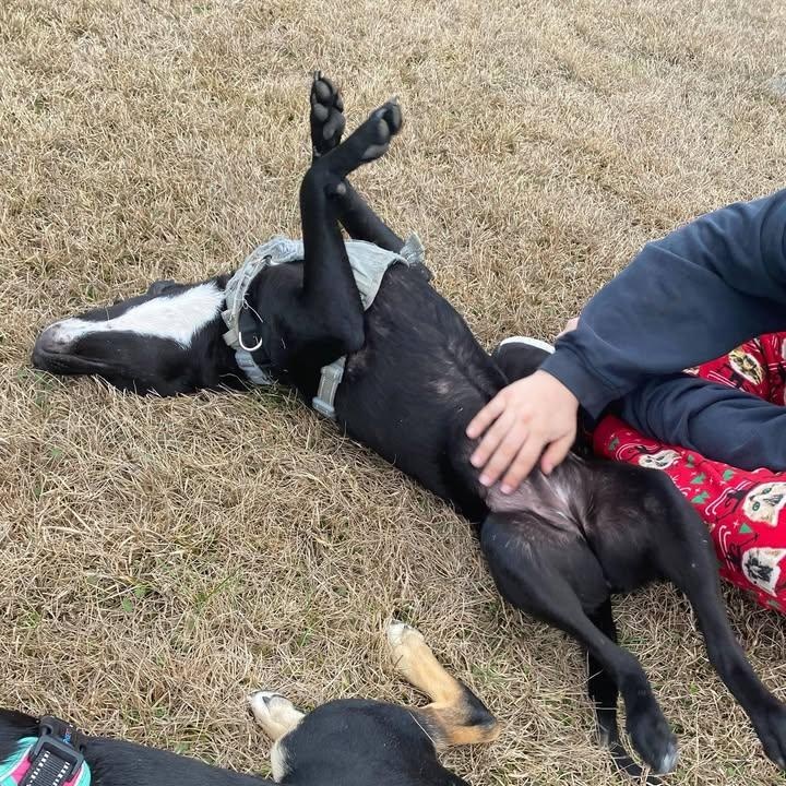 Shyla (20260129-01) — thumbnail 6