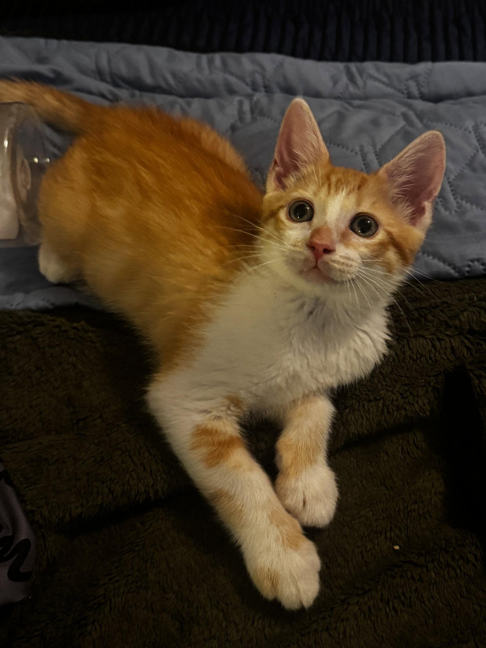 Ziggy, Adoptable, Kitten Male Domestic Short Hair.