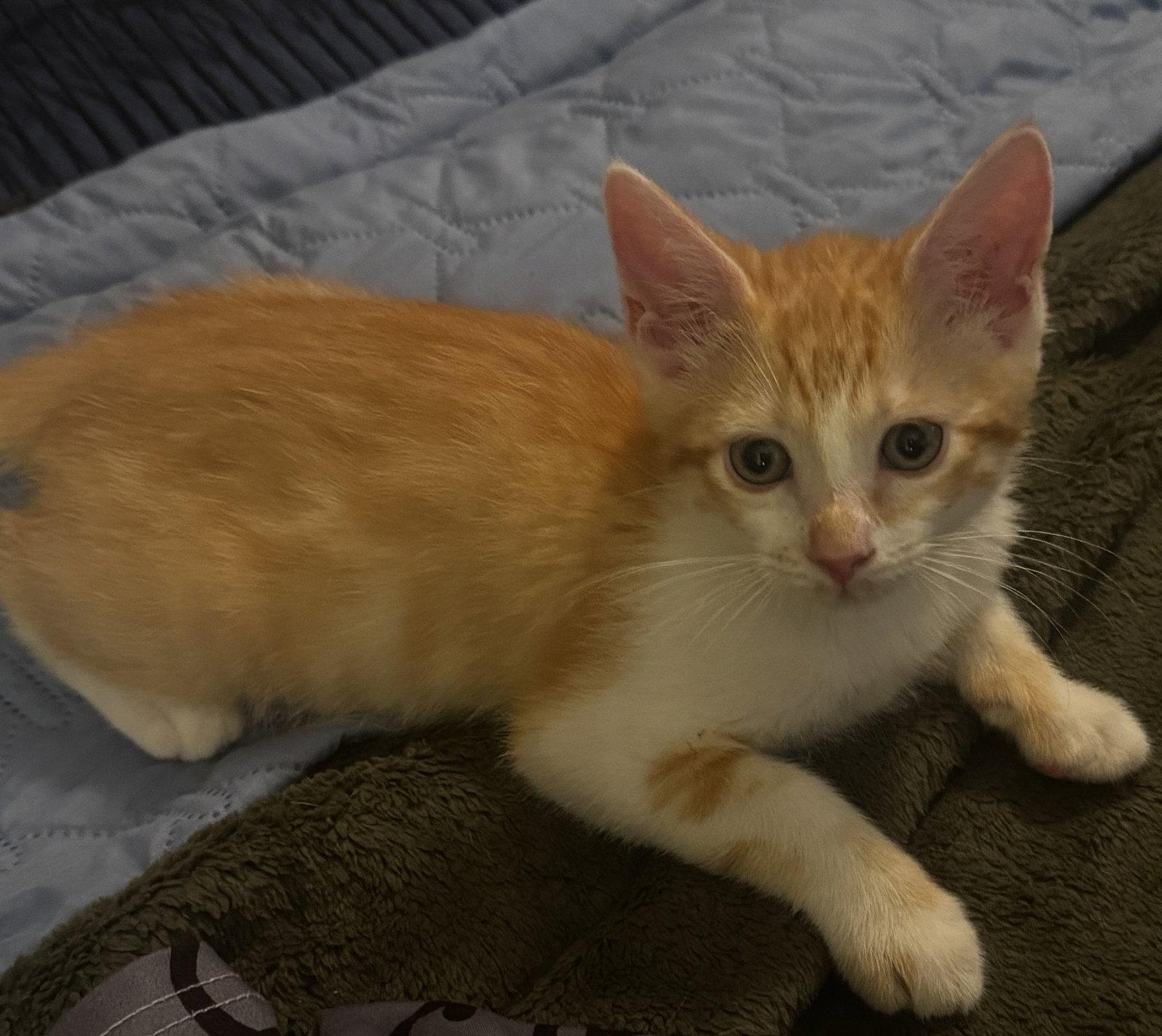 Enlarge Ziggy, a Adoptable Domestic Short Hair in Seal Beach, CA image 2/3
