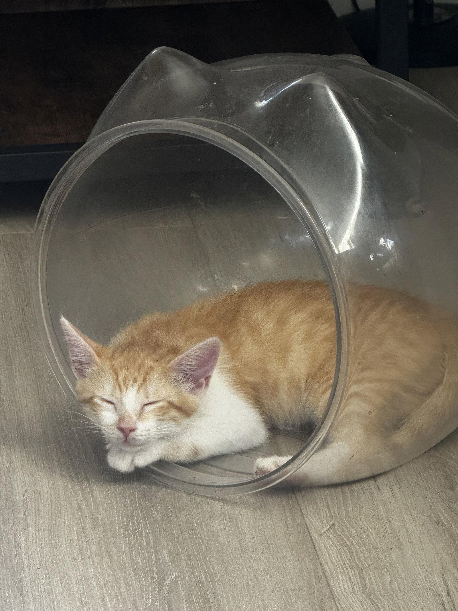Enlarge Ziggy, a Adoptable Domestic Short Hair in Seal Beach, CA image 3/3