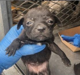 Dana, Adoptable, Puppy Female Terrier.