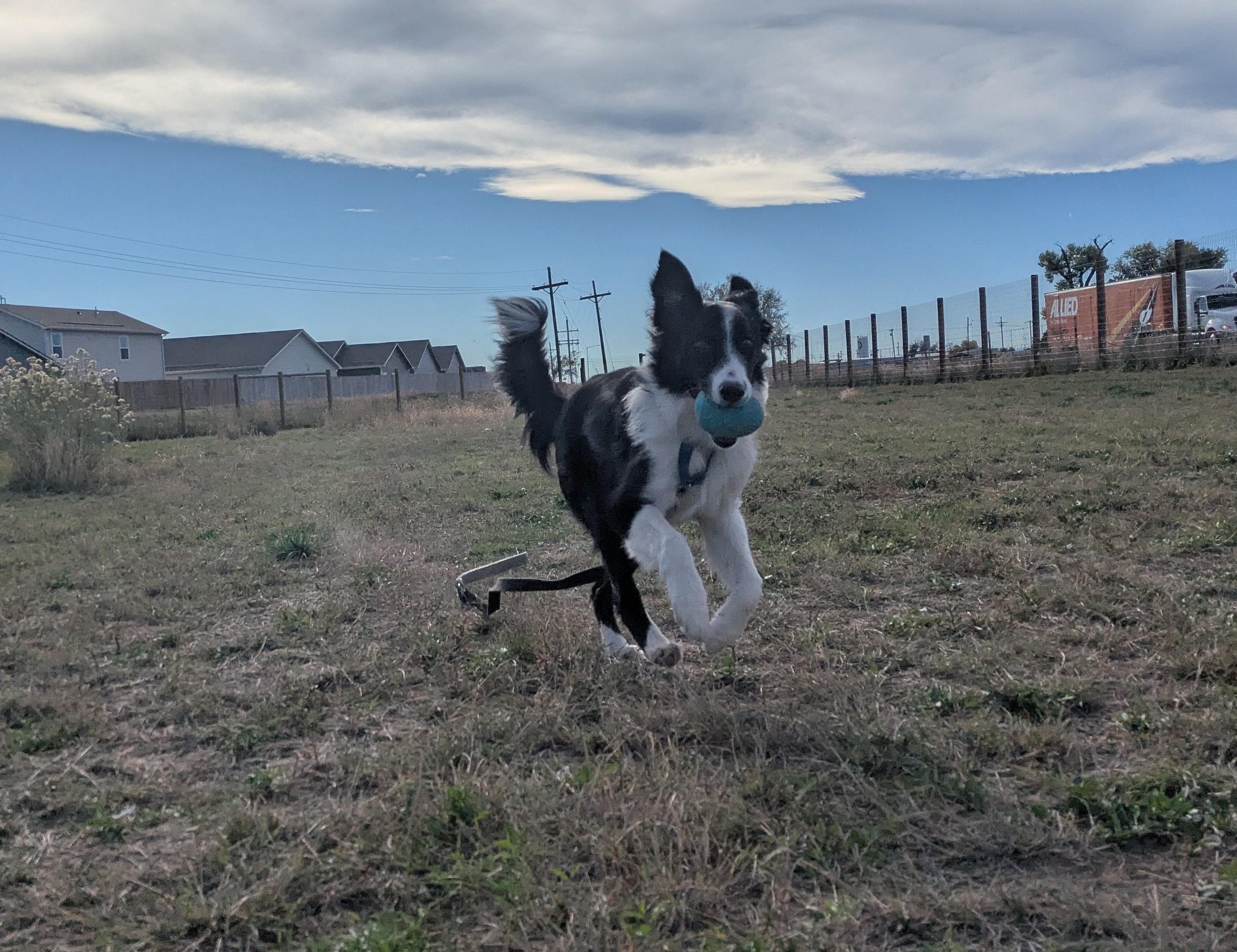 Enlarge Finley, a Adoptable Border Collie in boulder, CO image 1/6