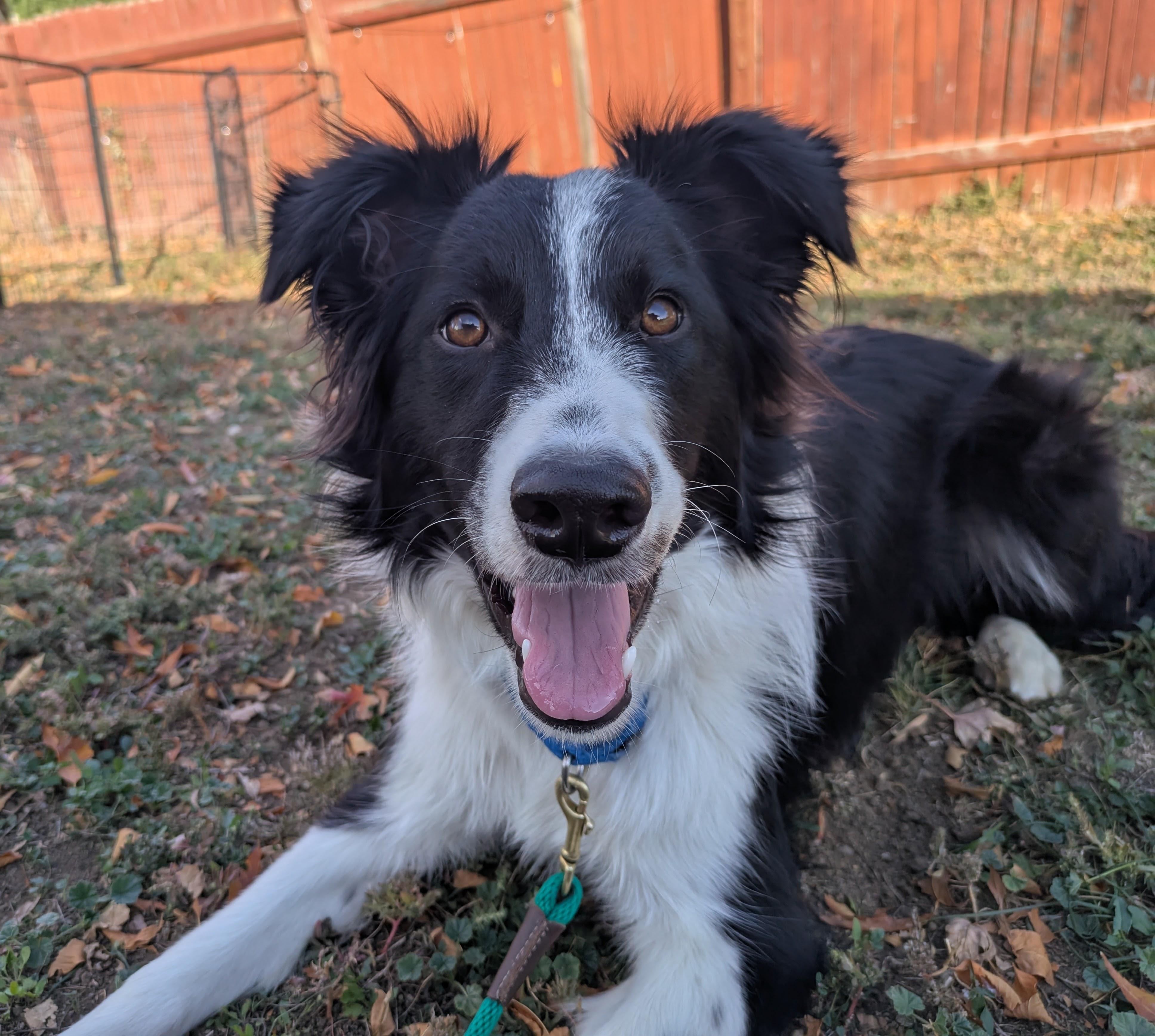 Finley, adopted, Young Male Border Collie.