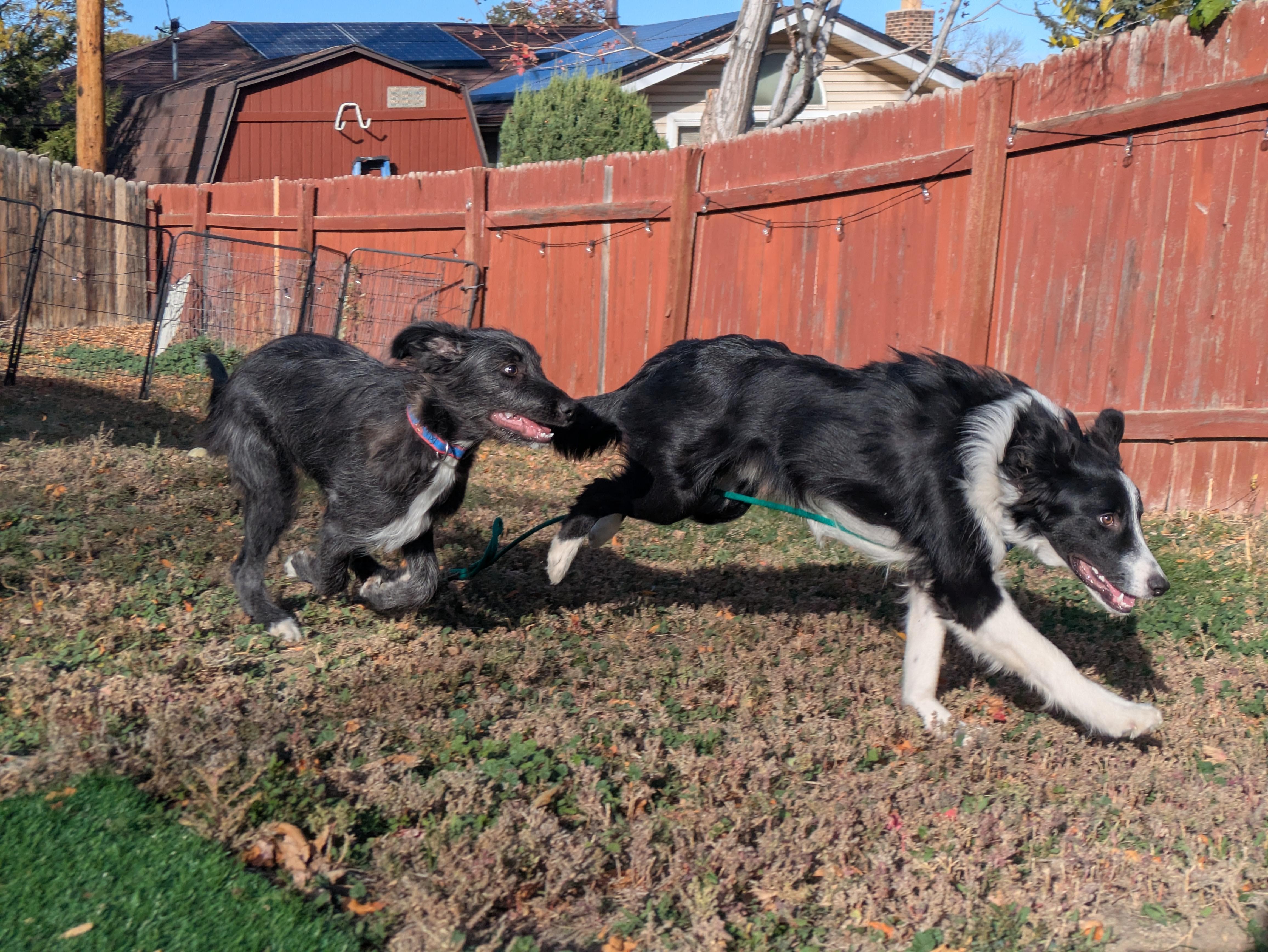 Enlarge Finley, a Adoptable Border Collie in boulder, CO image 3/6