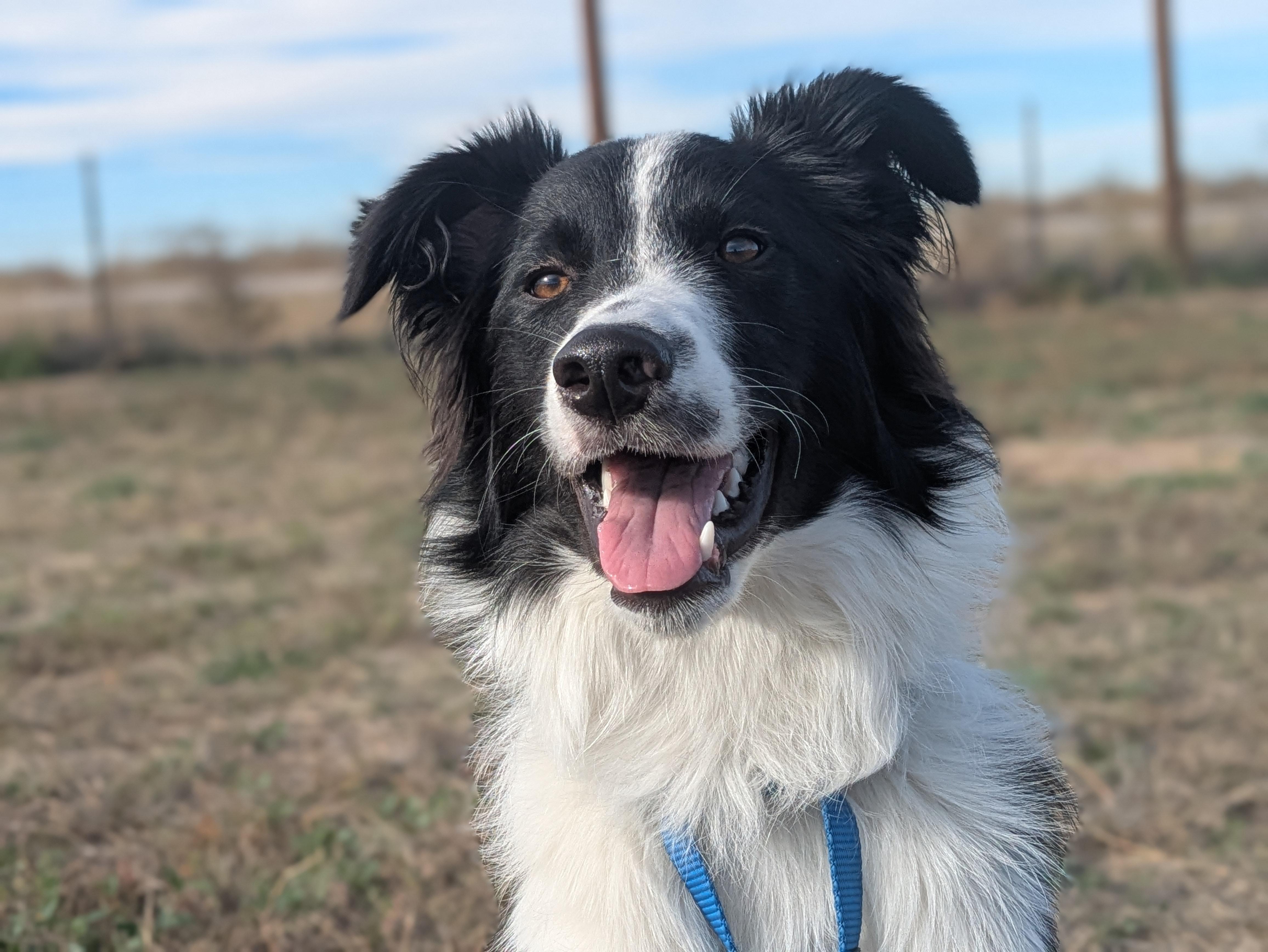 Enlarge Finley, a Adoptable Border Collie in boulder, CO image 4/6