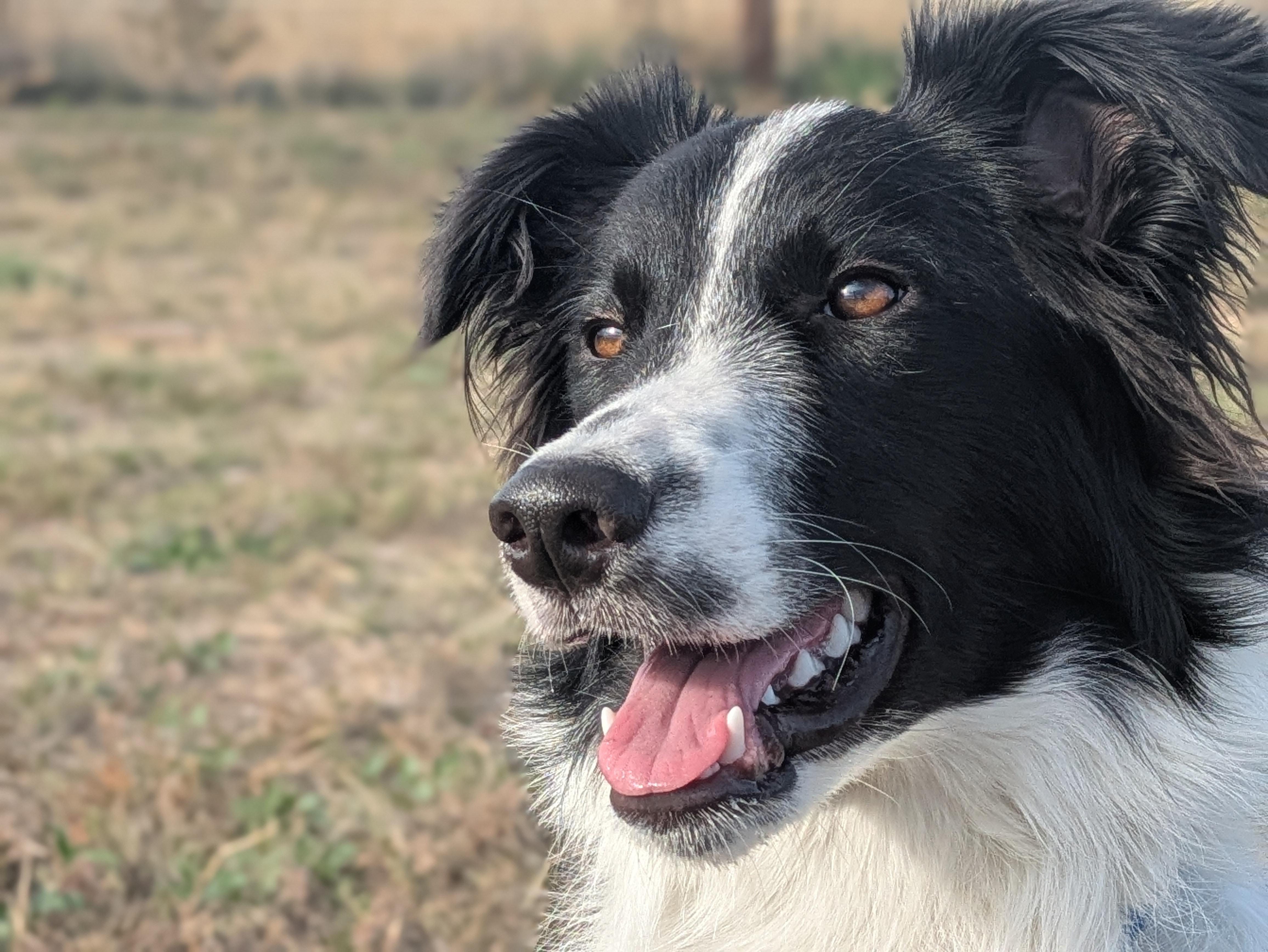 Enlarge Finley, a Adoptable Border Collie in boulder, CO image 5/6