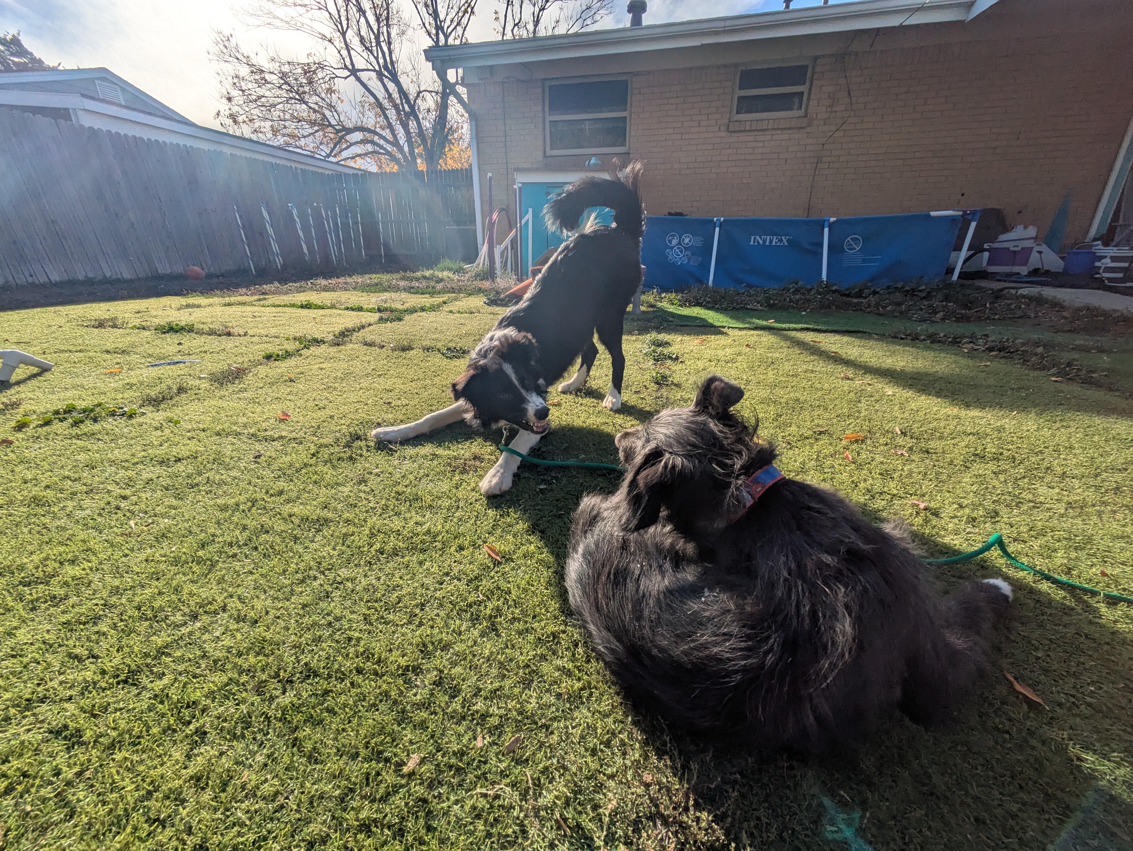 Enlarge Finley, a Adoptable Border Collie in boulder, CO image 6/6