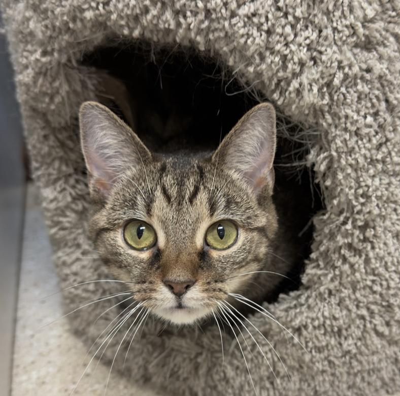 Enlarge Kata, a Adopted Domestic Short Hair in Cincinnati, OH image 5/5