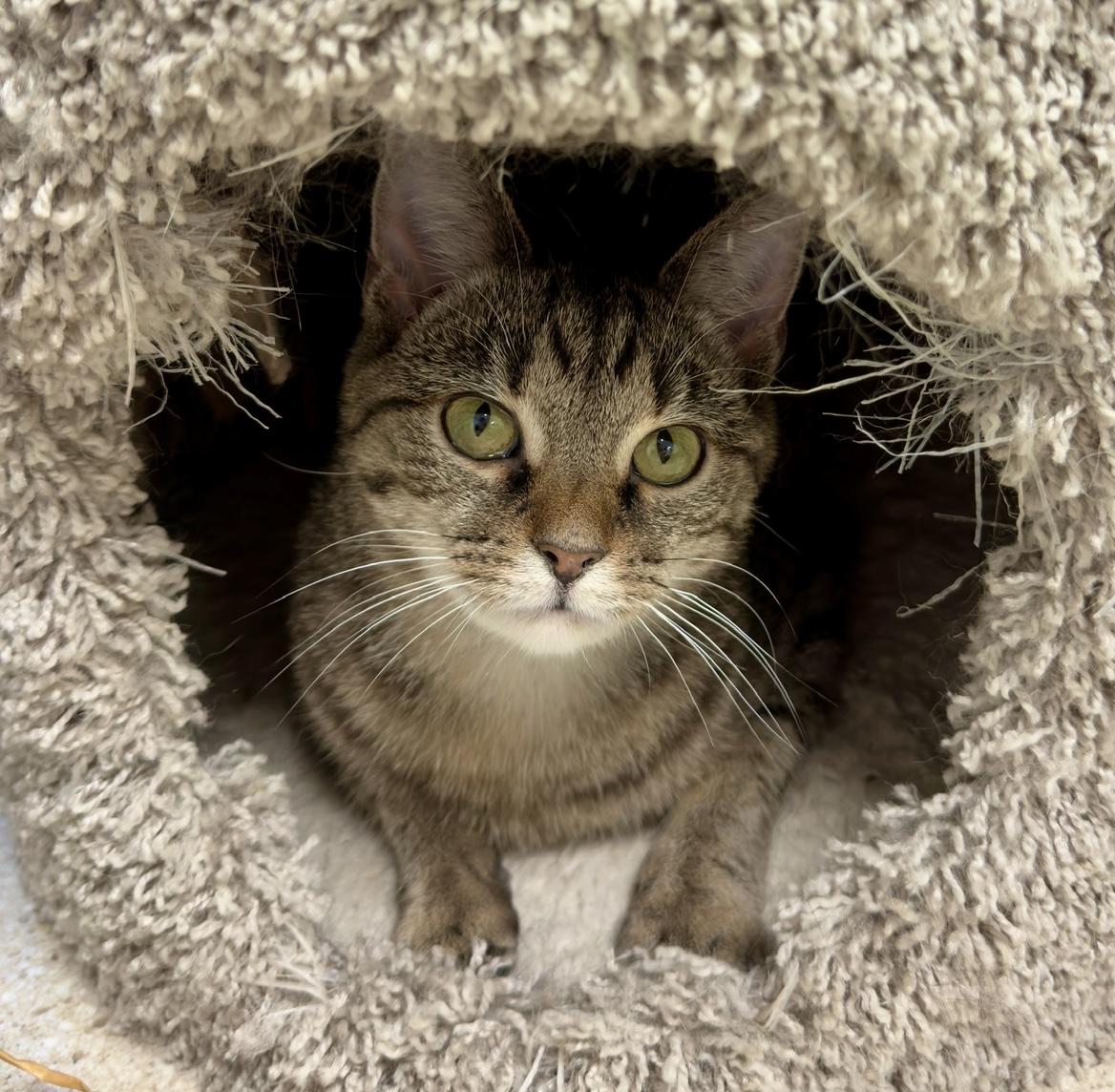 Enlarge Kata, a Adopted Domestic Short Hair in Cincinnati, OH image 2/5