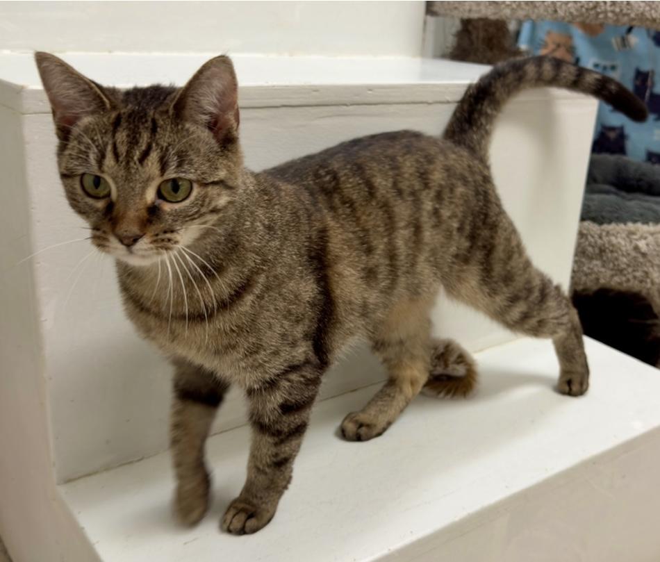 Enlarge Kata, a Adopted Domestic Short Hair in Cincinnati, OH image 3/5