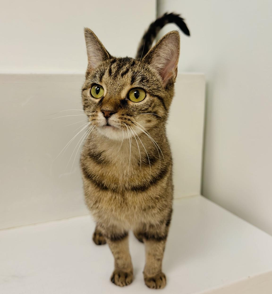 Kata, Adopted, Young Female Domestic Short Hair.