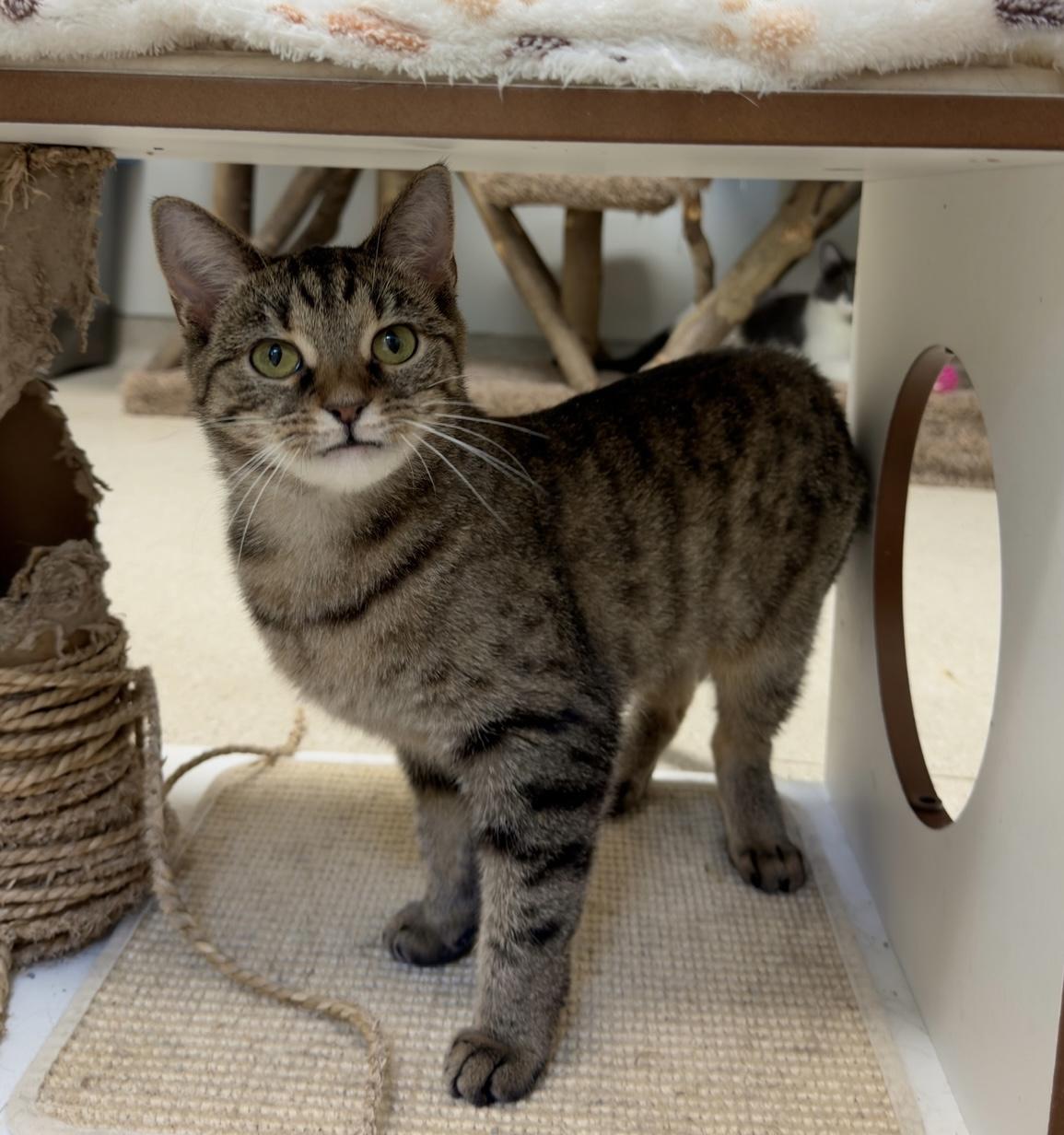 Enlarge Kata, a Adopted Domestic Short Hair in Cincinnati, OH image 4/5