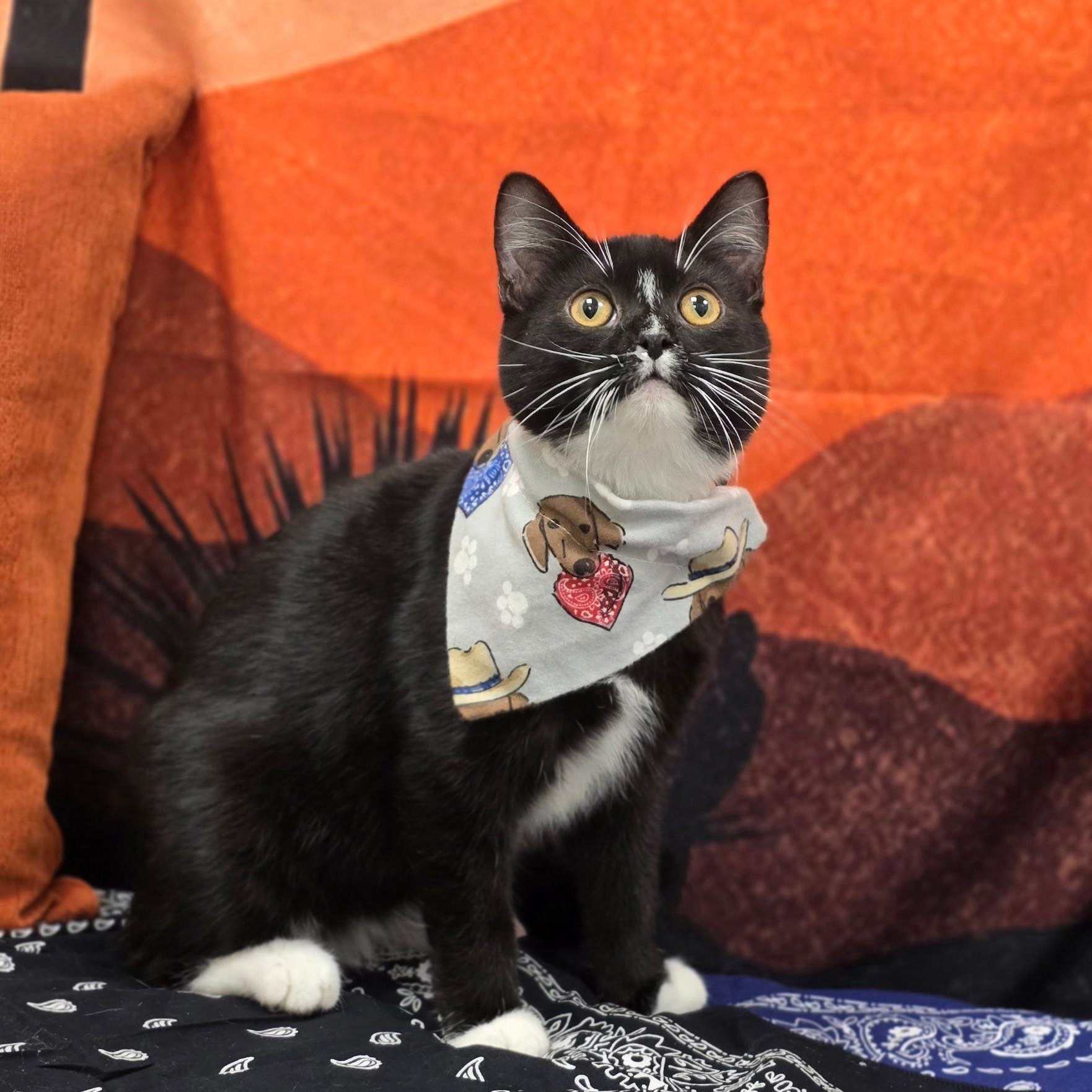 Garth, ADOPTABLE, Young Male Domestic Short Hair.