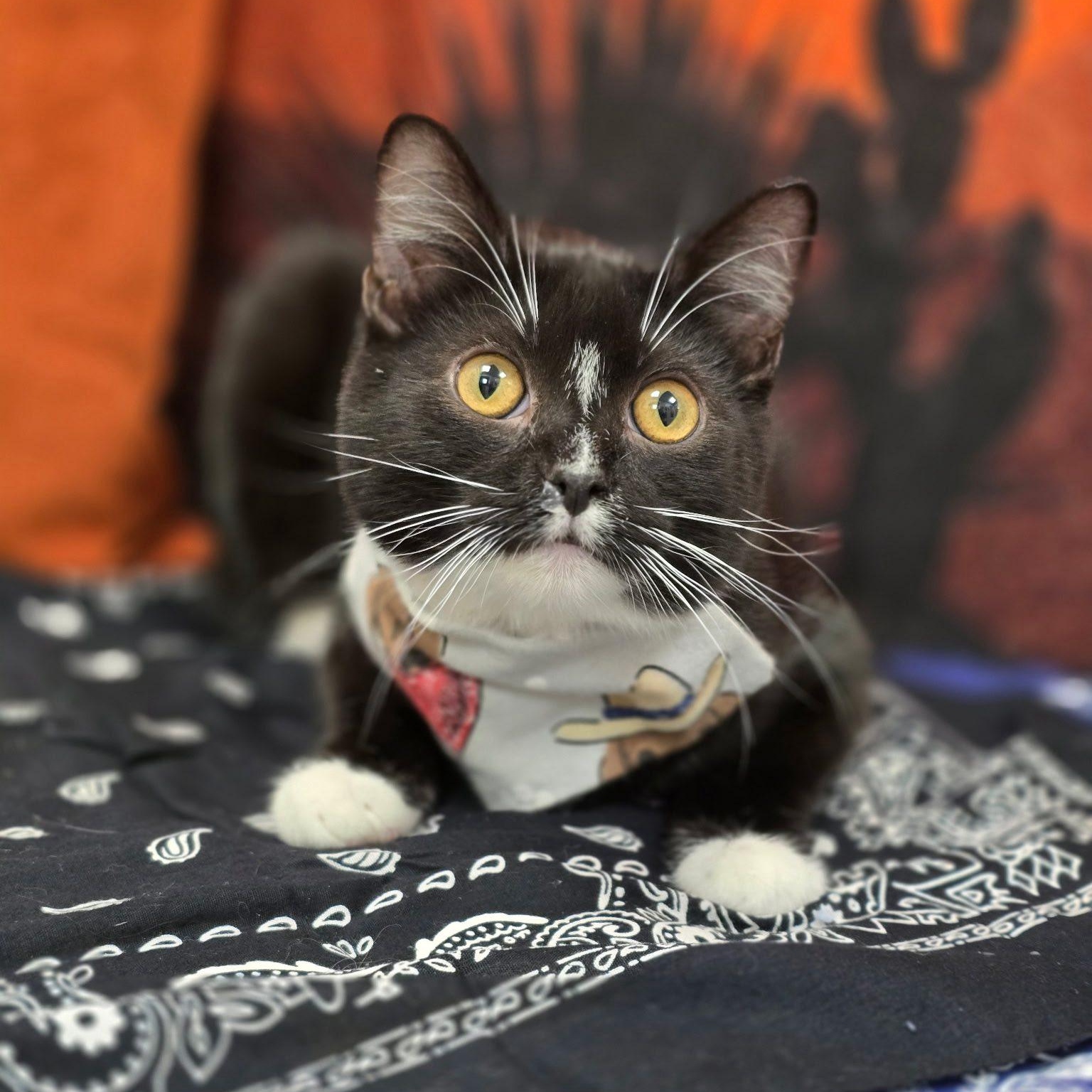 Enlarge Garth, a ADOPTABLE Domestic Short Hair in Effingham, IL image 2/2