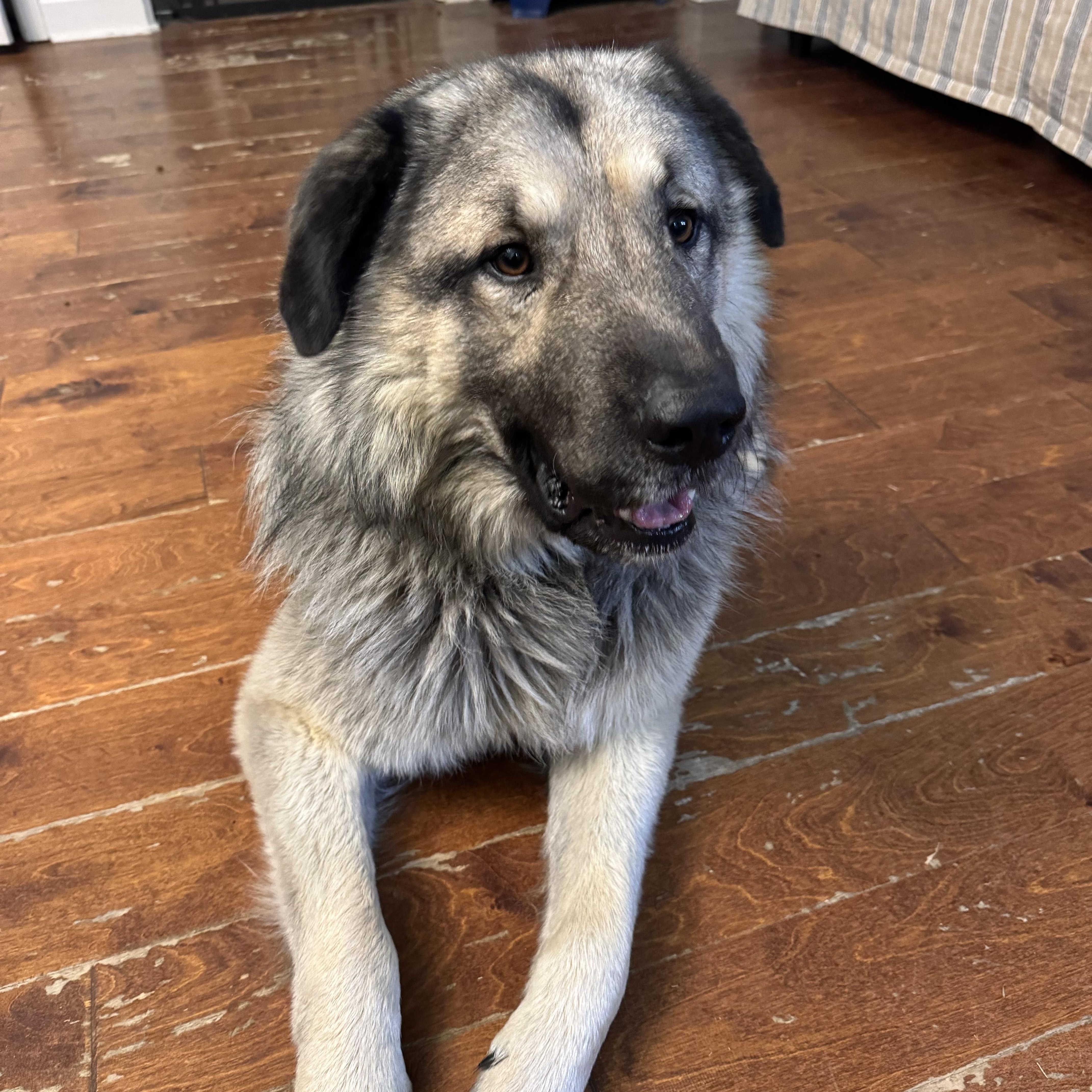 Alex, Adoptable, Young Male Anatolian Shepherd.