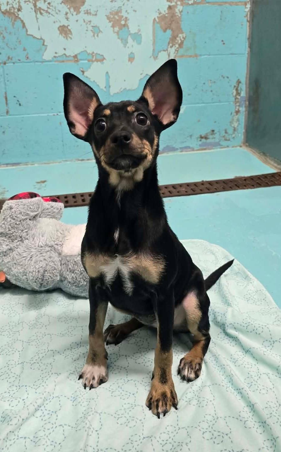 Dahlia, Adopted, Puppy Female Chihuahua.